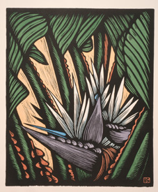 Bird of Paradise