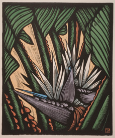 Strelitzia